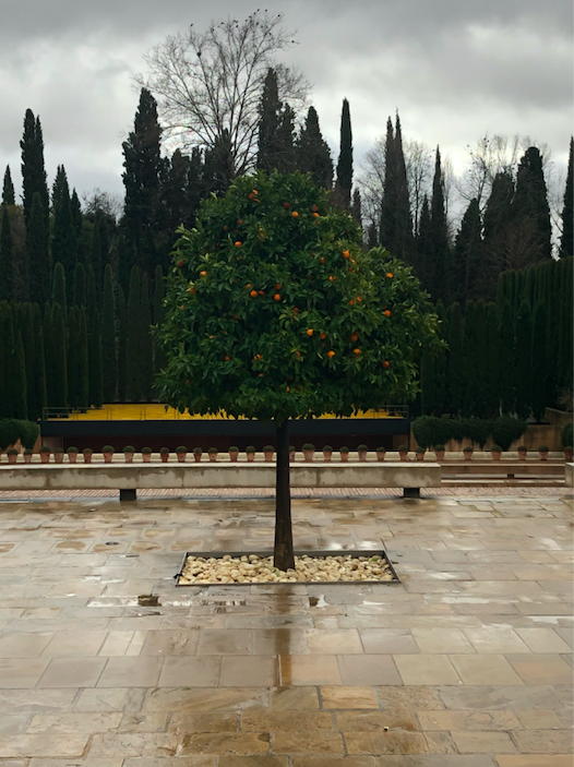 Oranger Alhambra Grenade
